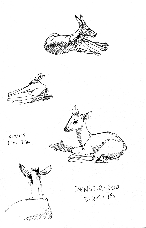 Kangaroo and Kirk's dik-dik. The kangaroos were towards the back of their enclosure. The dik-diks were pretty close.