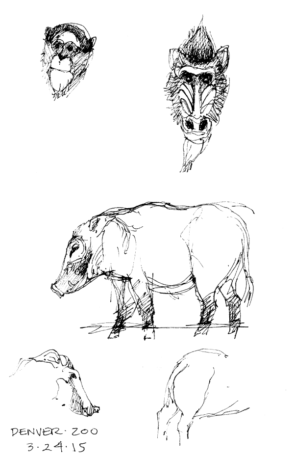 De Brazza's monkey, mandril and Red River Hogs