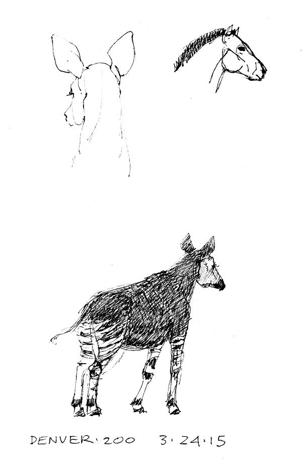 Okapi back of head, takhi/Przewalski's horse, okapi