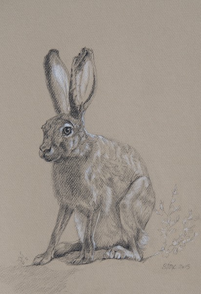 Tolai Hare 12x10" Wolff's Carbon Pencil and Prismacolor pencil on Canson paper