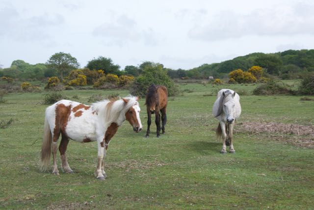 New Forest ponies