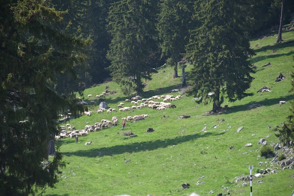 23 sheep and shepherds