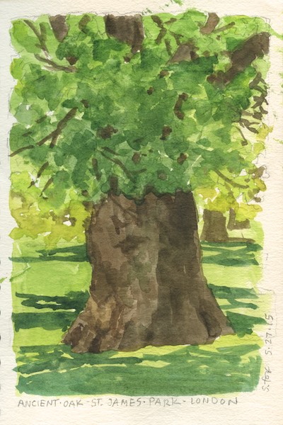 Ancient oak tree, St. James Park