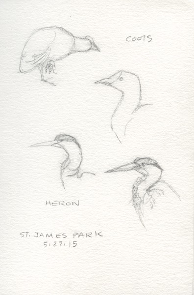 Pencil sketches of birds