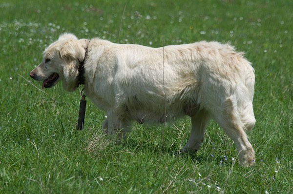 white dog