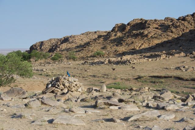3 argali running