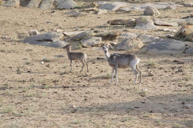 argali ewe and lamb