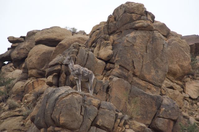 argali on rock