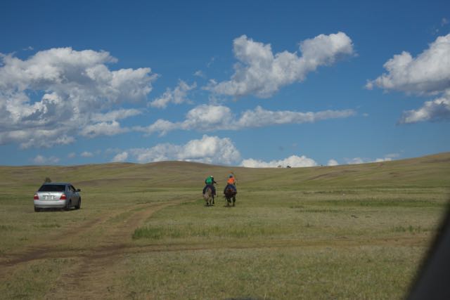 Race horses in training