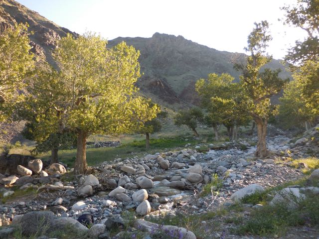 Maikhan Nature Reserve campsite with aspens
