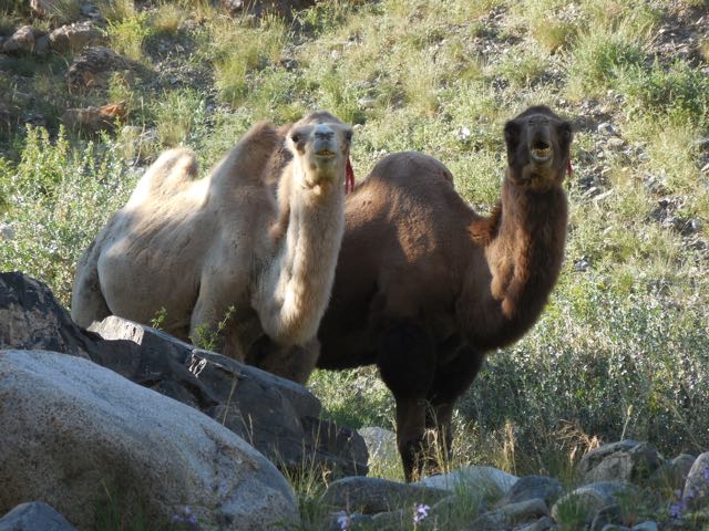 Two camels came past our camp on Jargalant Hairkhan Uul while I was sketching