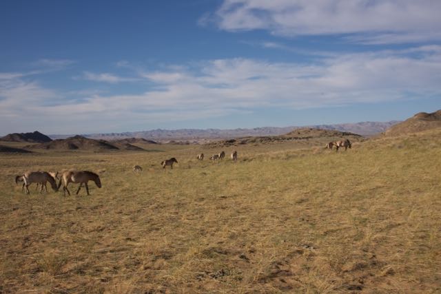 Khomyn Tal and takhi