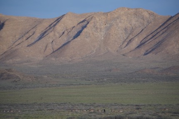 Florian following a family group