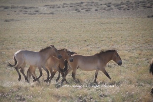 Some of the younger horses were feeling frisky