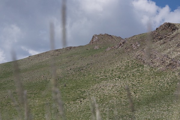 Waiting behind my clump of grass, camera aimed at where I was told the sheep would appear