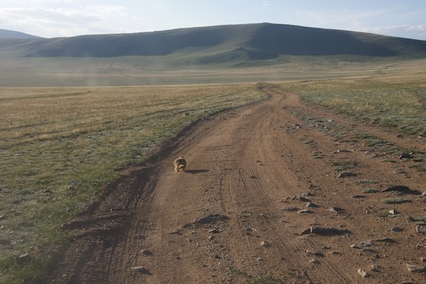 For reasons known only to itself, this Siberian marmot ran alongside and then in front of the van for quite a distance, to much laughter from everyone