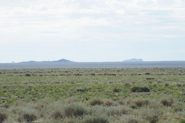 Three saiga antelope