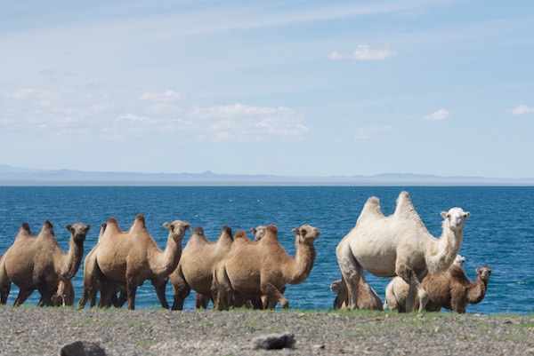 Bactrian camels