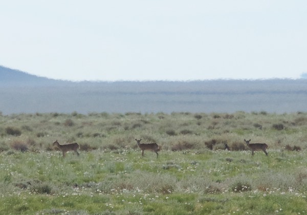 Closeup of saiga