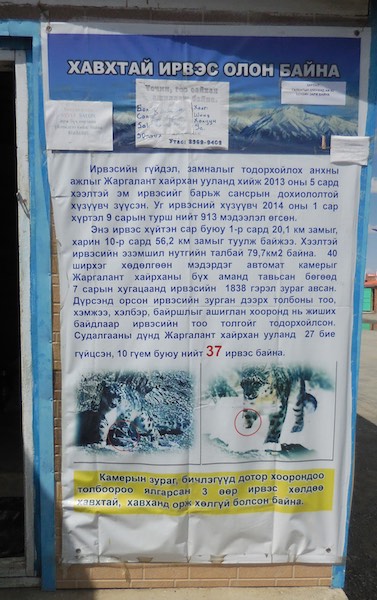 Snow leopard information poster