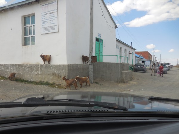 Goats finding a raised vantage point on a building
