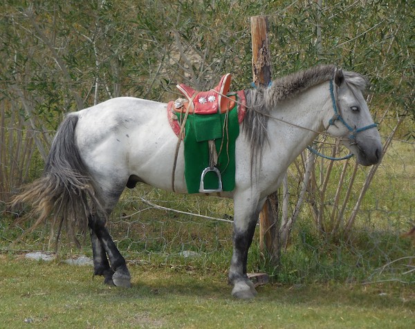 Good-looking grey horse with very nice saddle