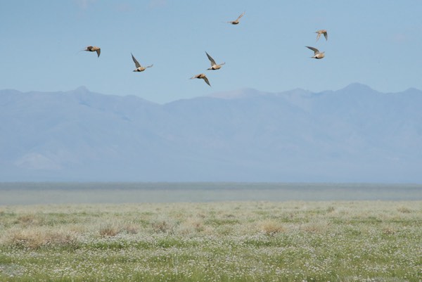 Pallas' sand grouse