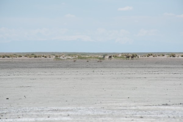 Four saiga antelope