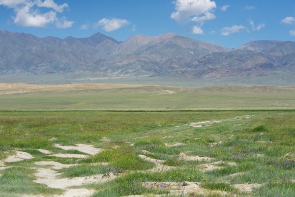 Green grass and wildflowers