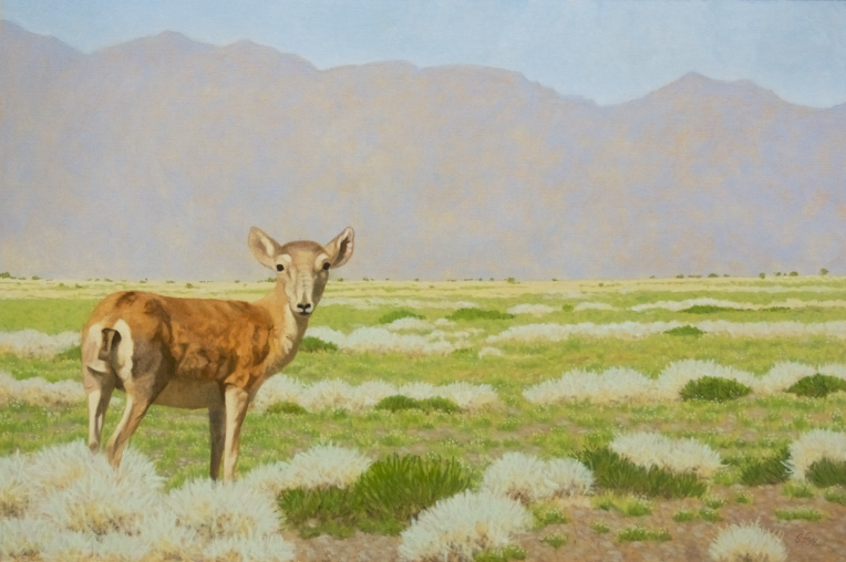 Watchful (Saiga Antelope) oil 24x36"