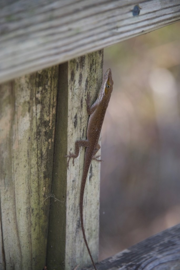 I took a break at a bump-out seating deck and there was this green anole (currently turned brown) who stayed around for me to take quite a few photos
