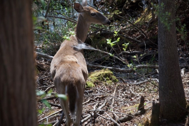 I was on another section of boardwalk over water and there was suddenly a loud "galoop" of water. This whitetail doe came out from underneath. I walked right over where she was. But she stopped, had a little chin scratch and then started to browse the leaves on the trees.