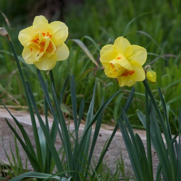 "Tahiti" daffodils