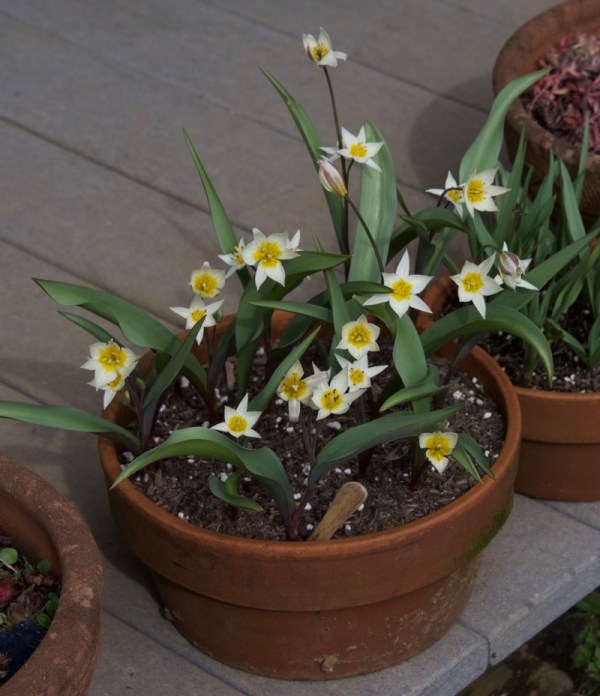 Species tulip "Turkestanica"