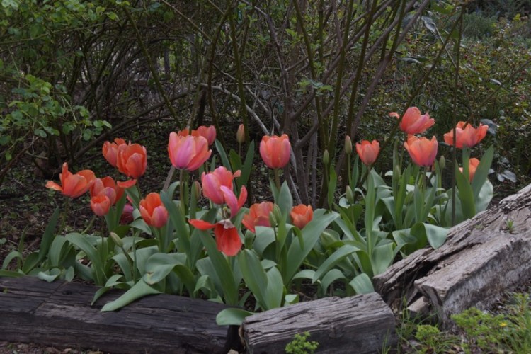"Apricot Impression" tulips, looking a little blowsy