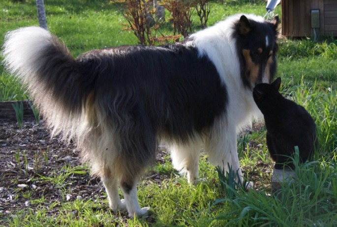Hailey, our three year old rough collie girl and thirteen year old Eowyn...buddies