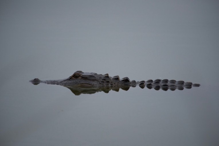 Gator reflection