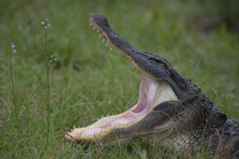 Gator yawn