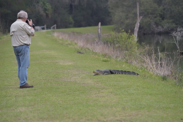 There were a lot of little gators by the edge of the dike. This one came up onto the grass and Alan got some good close-ups.