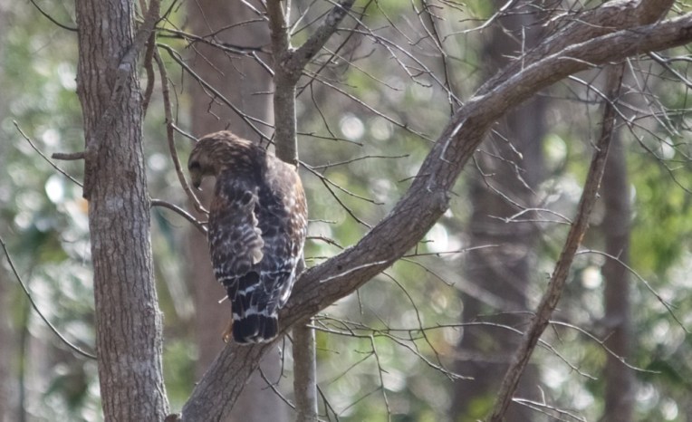 On the way back I spotted this red-shouldered hawk