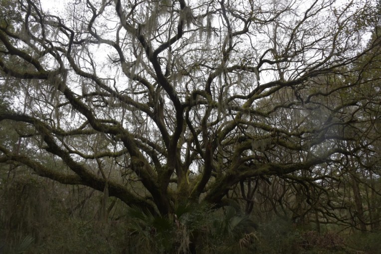 One of the quintessential trees of the Deep South...a live oak festooned with Spanish moss