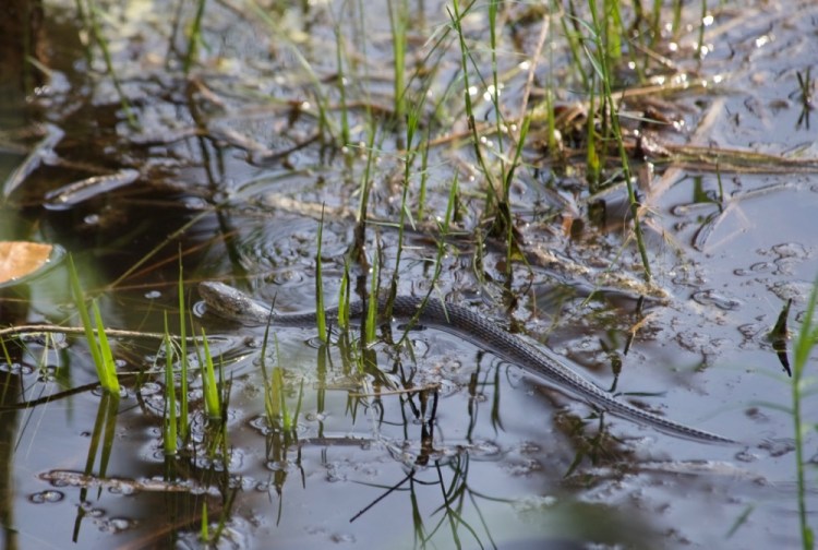 I got up to leave, walked over the balcony. looked down, saw a movement in the water and spotted this water snake (non-poisonous) swimming by
