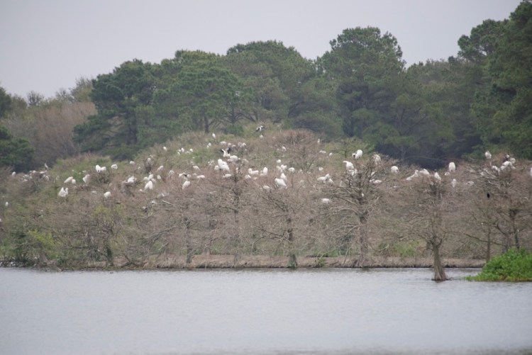 The refuge is known for it's wood stork rookery. 