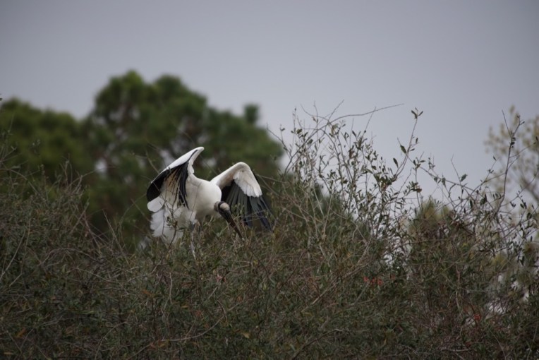 Wood stork gathering nesting materials