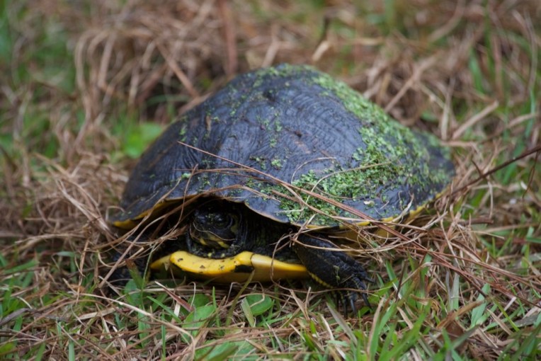 River cooter, a local species of turtle