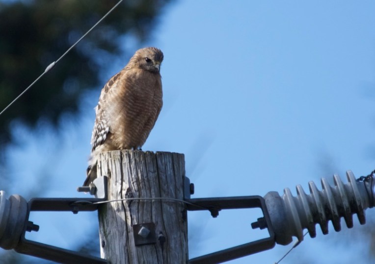 Red-shouldered hawk