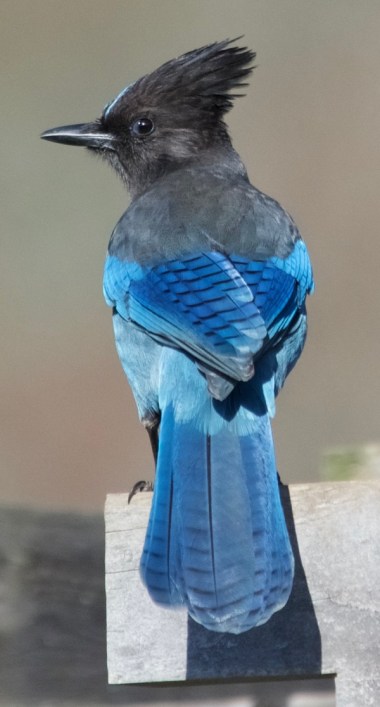 Steller's Jay