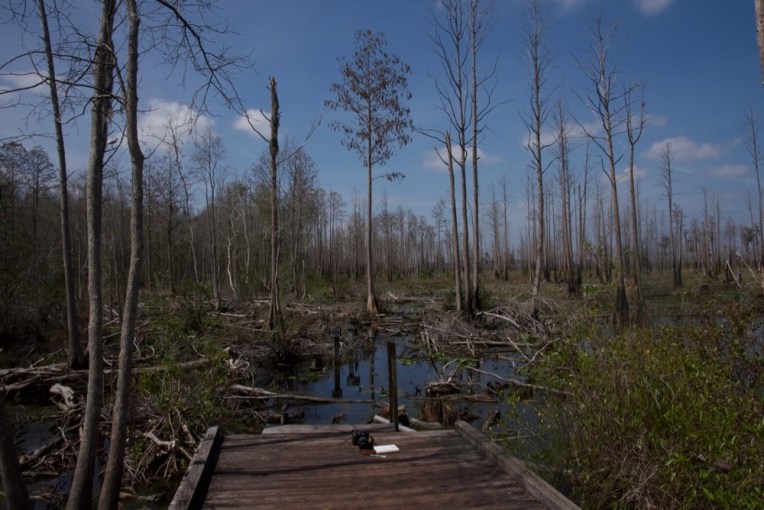 I sat at the end of this boardwalk to sketch and do a watercolor.
