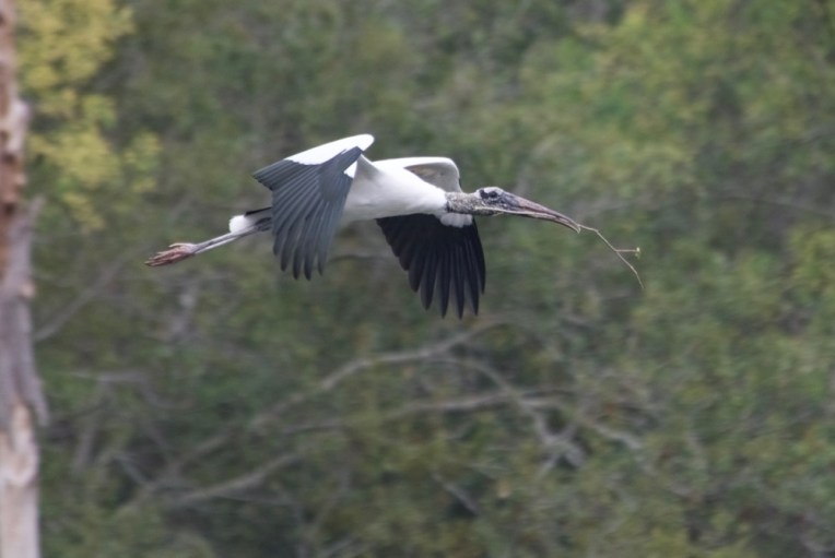 Wood stork carrying twigs back to the rookery. The birds have recently been removed from the endangered species list.