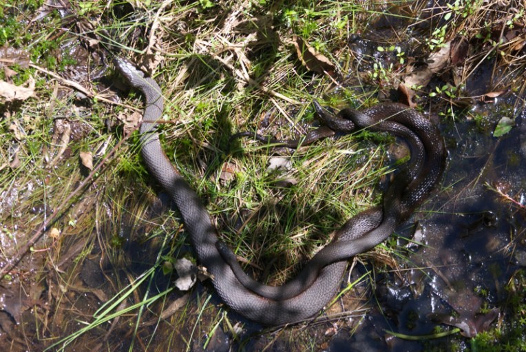 Banded water snakes